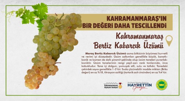 Kahramanmaraş Bertiz Kabarcık Üzümü Tescillendi