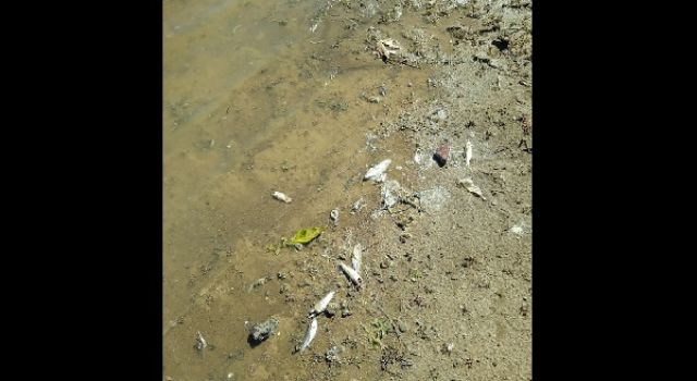 Kahramanmaraş’ta toplu balık ölümleri endişe veriyor 