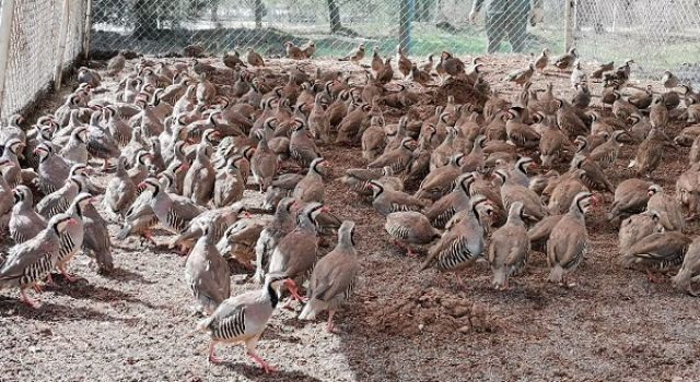 Kahramanmaraş'ta bu yıl 6 bin keklik üretildi