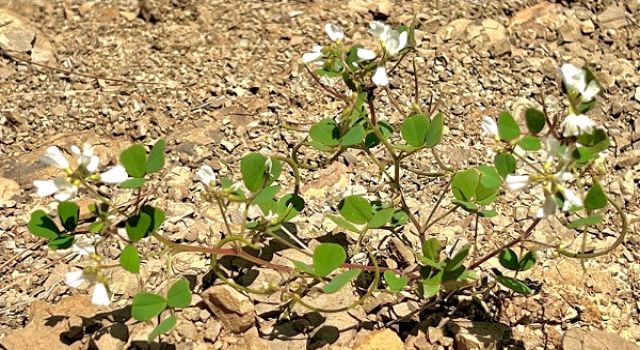 KSÜ Öğretim Üyesi Yeni Bir Bitki Türü Keşfetti: “Trigonella selcuk-bayraktarii”