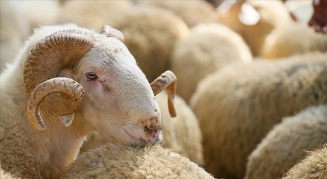 Onikişubat Belediyesi’nden kurbanlık satış ve kesim yerleri açıklaması