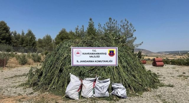 Kahramanmaraş’ta mısır tarlasında kenevir operasyonu