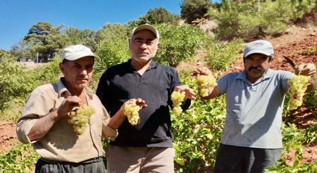 Kahramanmaraş’ta coğrafi işaretli kabarcık üzümünde hasat zammı
