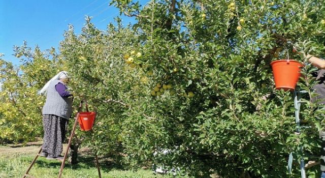 Kahramanmaraş'ta 60 Bin Ton Elma Rekoltesi Bekleniyor