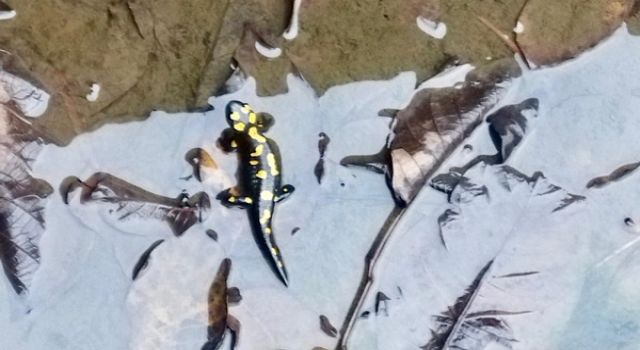 Kahramanmaraş’ta Nesli Tehlike Altındaki Anadolu Semenderleri Havuzda Görüntülendi