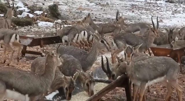 Hatay Dağ Ceylanları Dört Yıl Sonra Karla Buluştu