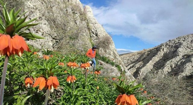 Kahramanmaraş’ta ters laleler doğaseverleri büyülüyor