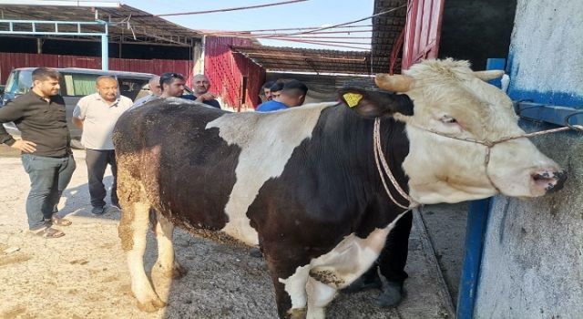 Kahramanmaraş’ta Kurban Pazarlarında Hareketlilik Başladı