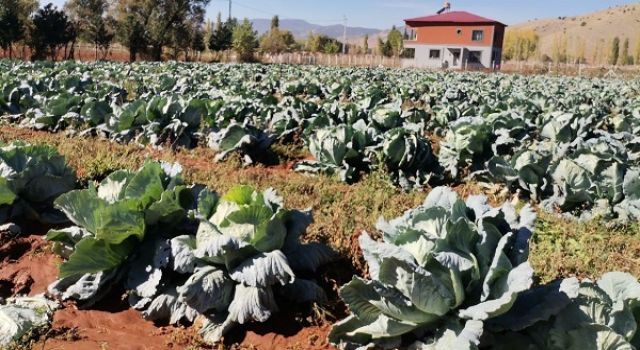 Kahramanmaraş’ta dev lahanalar yola çıktı