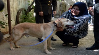 Şehit Ailesi Gazi Köpeği Sahiplendi