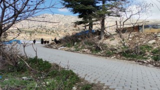 Depremde Kayaların Zarar Verdiği Mahalle İçin Harekete Geçildi 