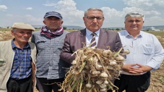 Kahramanmaraş’ta Sarımsak Hasadı Başladı