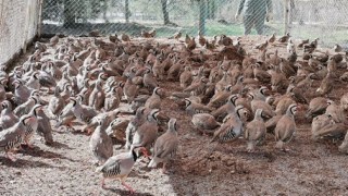 Kahramanmaraş’ta 10 bin kınalı keklik üretildi  