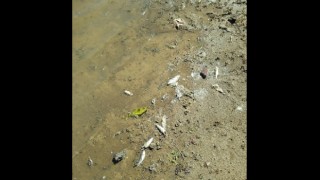 Kahramanmaraş’ta toplu balık ölümleri endişe veriyor 