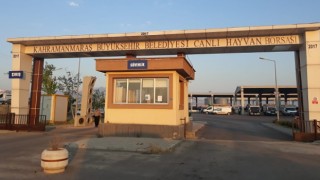Canlı Hayvan Borsası’nda Padok Kiralama İşlemleri 27 Mayıs’ta Başlayacak