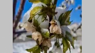 Kahramanmaraş’ta meyve ağaçları buz kesti