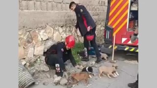 Kahramanmaraş’ta Su Giderine Sıkışan Köpek Yavruları Kurtarıldı
