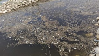 Kahramanmaraş’ta Toplu Balık Ölümleri Endişe Yarattı