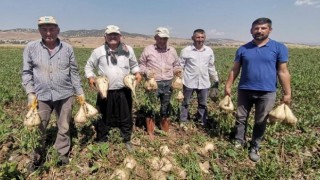 Depremzede çiftçiler pancar üretiminde devrim yaptı 