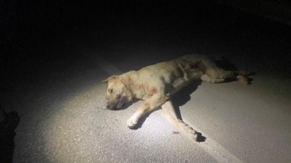 Kahramanmaraş’ta köpekleri zehirlediği iddiasıyla gözaltına alındı 