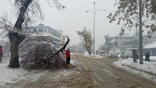 Büyükşehir Kış Mesaisini Sürdürüyor; Kırılan Dallara Anında Müdahale