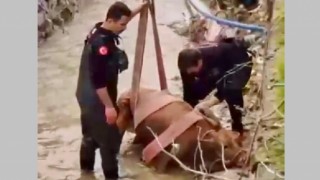 Kahramanmaraş’ta su kanalına düşen inek itfaiye ekiplerince kurtarıldı