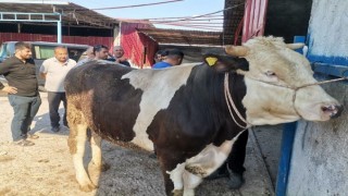 Kahramanmaraş’ta Kurban Pazarlarında Hareketlilik Başladı