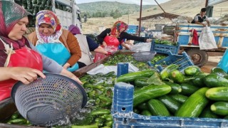 SALATALIK HASADI BAŞLADI: 35 BİN TON REKOLTE BEKLENİYOR