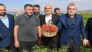 Başkan Görgel; “Dünya’nın En Güzel Biberi, Maraş Biberi Hasadımız Hayırlı ve Bereketli Olsun”