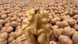 Kahramanmaraş cevizinde hasret sona erdi