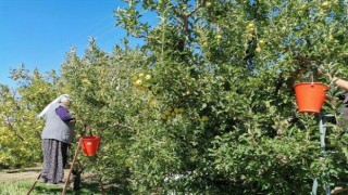 Kahramanmaraş'ta 60 Bin Ton Elma Rekoltesi Bekleniyor