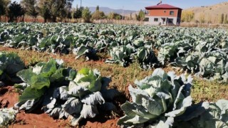 Kahramanmaraş’ta dev lahanalar yola çıktı